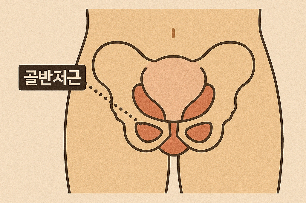 골반저근이란 무엇인가